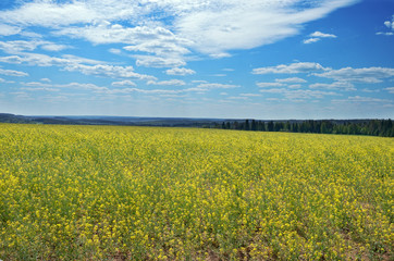 Summer rural landscape with blue cloudy sky, yellow grass.