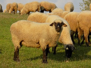 Sheep grazing on meadow