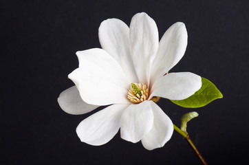 white magnolia flower close-up.