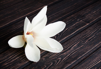 white magnolia flower close-up. © arybickii