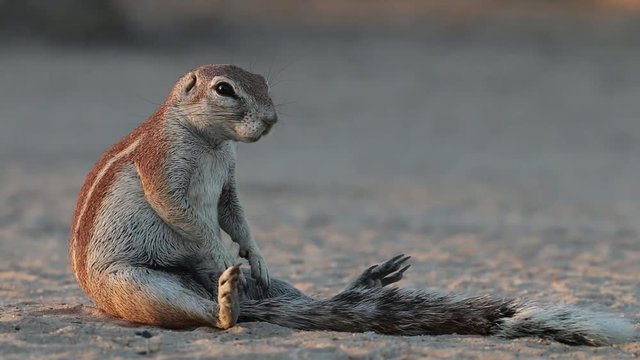 Ground squirrel (Xerus inaurus) sitting on its haunches, Kalahari desert, South Africa