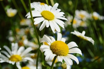 Oxeye Daisies (Leucanthemum vulgare).