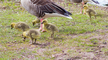 Wildlebende Graugänse mit ihrem Nachwuchs in einem Naherholungsgebiet in Göttingen, Deutschland