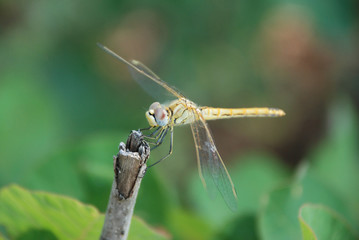 dragonfly sitting on a twig