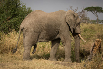 Obraz premium elephant in the savannah. Africa. Kenya. Tanzania. Serengeti. Maasai Mara.