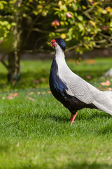 Beautiful Silver Pheasant (Lophura nycthemera)