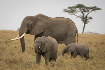 elephant and babies in the savannah. Africa. Kenya. Tanzania. Serengeti. Maasai Mara.
