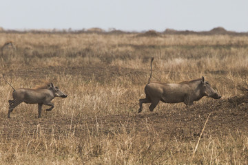 Warthog (Phacochoerus africanus) in Serengetti Park