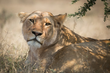 Lion laying under a tree in savannah