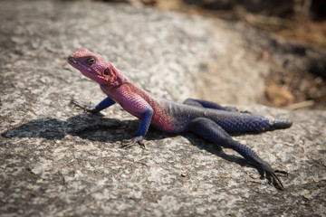 The Mwanza Flat-headed Agama on rock. Serengeti, Tanzania in Africa