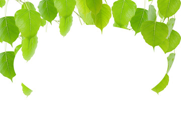 Green leaves  isolated on white background .