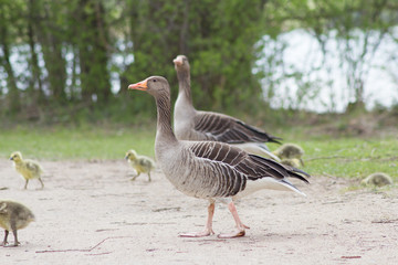 Graugänse (Anser Anser ) mit ihrem Nachwuchs in Goettingen am Kiessee, Deutschland
