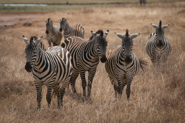 Fototapeta na wymiar Group of zebras in the savannah