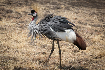 Grey Crowned Crane (Balearica regulorum)
