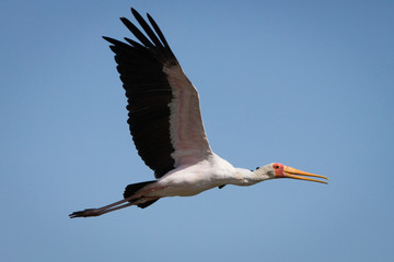 Yellow billed Stalk flying