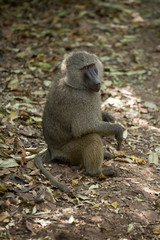 Olive baboon, tanzania.