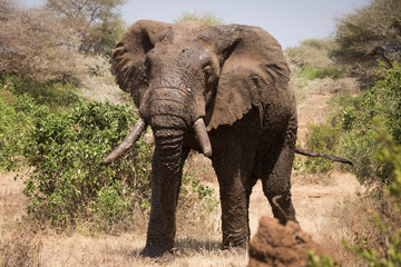 Obraz premium Old elephant in the savannah. Africa. Kenya. Tanzania. Serengeti. Maasai Mara.