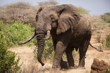 Fototapeta na wymiar Old elephant in the savannah. Africa. Kenya. Tanzania. Serengeti. Maasai Mara.
