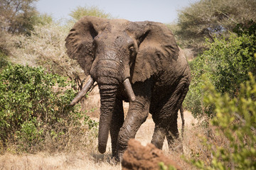 Old elephant in the savannah. Africa. Kenya. Tanzania. Serengeti. Maasai Mara.