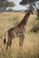 Obraz na płótnie Canvas giraffe in africa