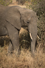 elephant in the savannah. Africa. Kenya. Tanzania. Serengeti. Maasai Mara.