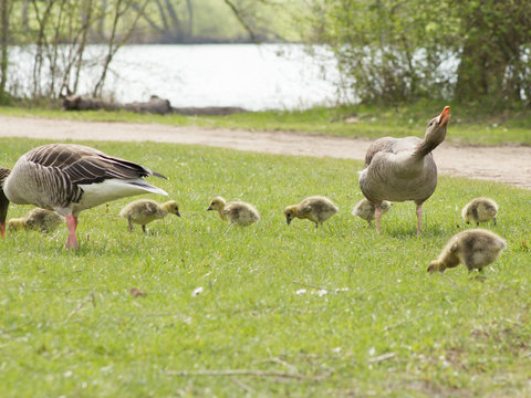 Greylag Geese (Anser Anser) with their offspring in Germany