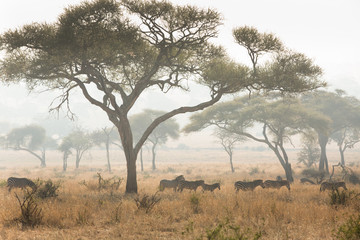 Plakat Group of zebras in the savannah