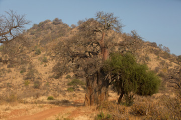 hudge baobab in africa