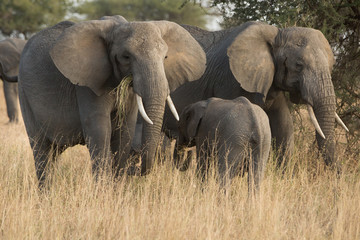 Obraz premium Group of elephants in the savannah. Africa. Kenya. Tanzania. Serengeti. Maasai Mara.