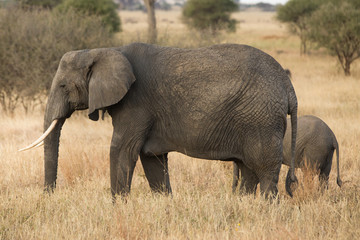 Naklejka na ściany i meble Group of elephants in the savannah. Africa. Kenya. Tanzania. Serengeti. Maasai Mara.