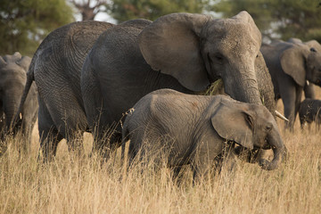Naklejka na ściany i meble Group of elephants in the savannah. Africa. Kenya. Tanzania. Serengeti. Maasai Mara.