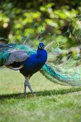 Fototapeta premium Portrait of male peacock