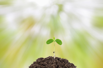 water drop with Young green plant on  the soil ,on nature green