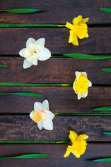 Narcissus with leaves on wooden background. Five yellow and white flowers on the dark wooden background