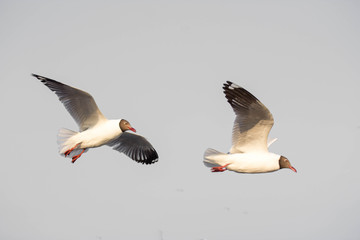 Seagull