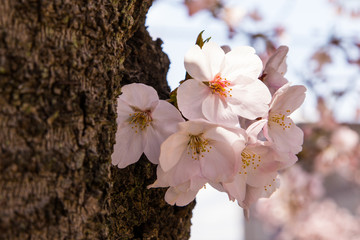 桜の花