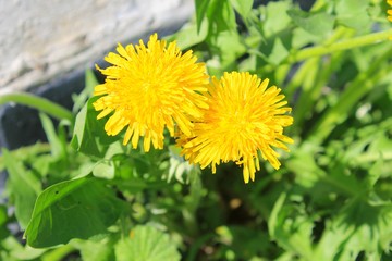 Yellow dandelions