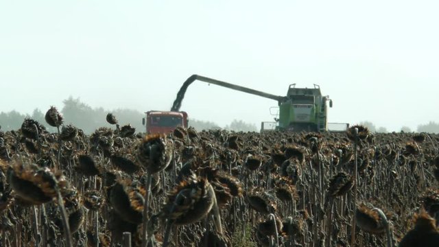 Harvesting sunflower by using a modern combine harvester 