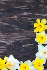 Narcissus of shape smile on wooden background. yellow flowers on the dark wooden background. Place for text.
