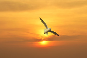 Fototapeta na wymiar Seagull flying in the sunset above the sea, Freedom concept