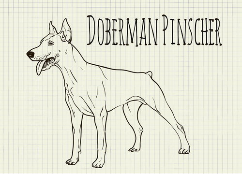 drawing on notebook sheet Doberman
