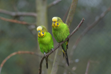 Beautiful small green parrots at display in open resort, Germany