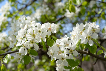 Blooming pear