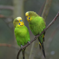 Beautiful small green parrots at display in open resort, Germany