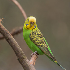 Beautiful small green parrots at display in open resort, Germany