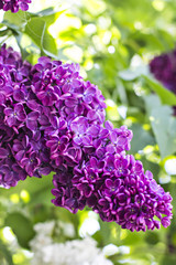 Green branch with spring lilac flowers