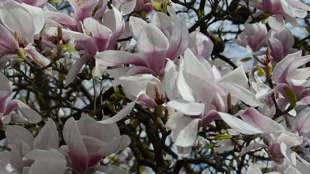 Magnolie
