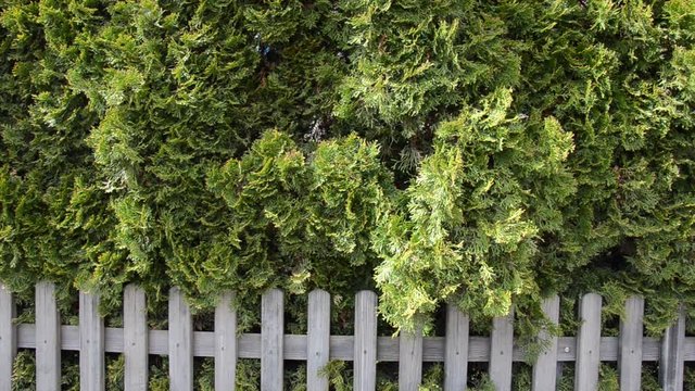 Gartenzaun mit Hecke