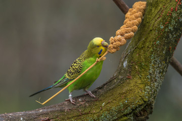 Beautiful small green parrots at display in open resort, Germany