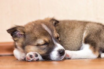 little puppy asleep
